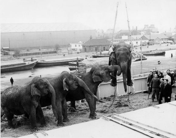Circus elephants, South West India Docks: 1968